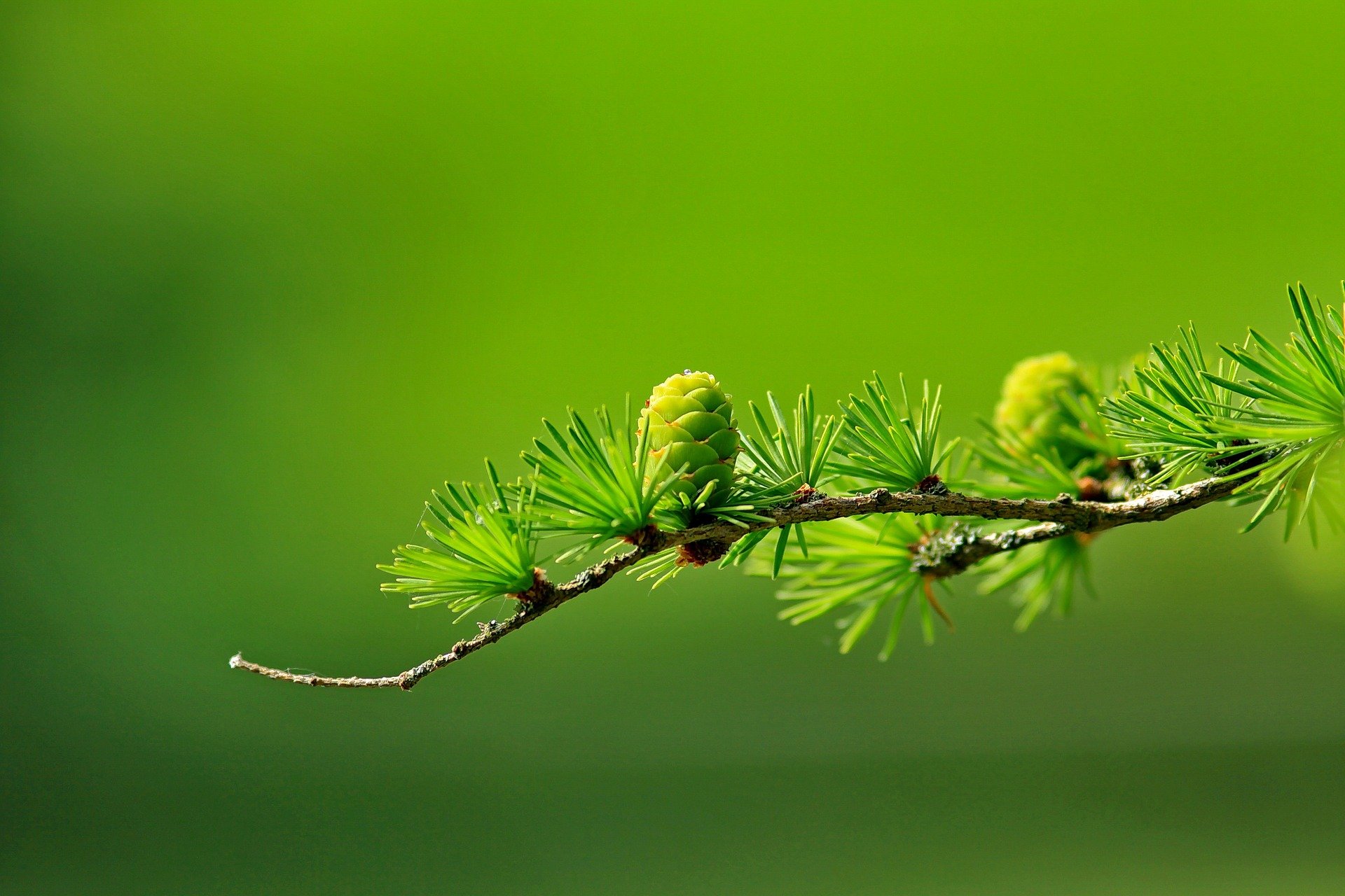 tree-163340_1920